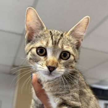 Valkyrie -  Domestic Short Hair Cat for Adoption in Goleta, California - Valkyrie | PetCurious