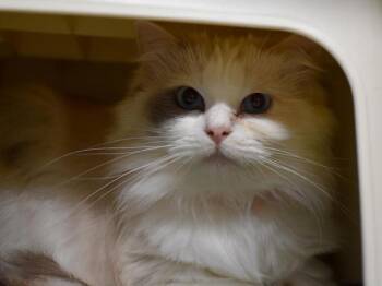 Rescue Ragdoll Cats for Adoption in Portland, Oregon - Balenciaga | PetCurious