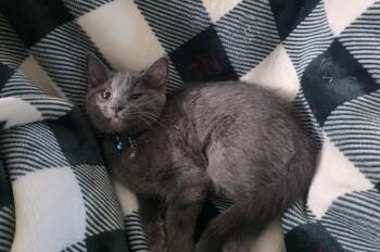 Thorn -  Domestic Short Hair Cat for Adoption in Newport, Kentucky - Thorn | PetCurious