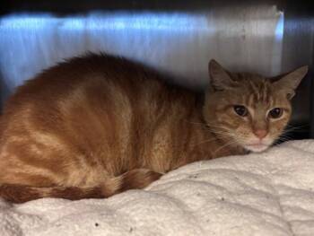 Domestic Short Hair Cats Available for Adoption in Houston, Texas - MAISON | PetCurious
