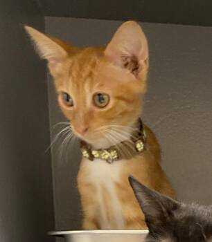 Marcus, Stevie (m) & Layla (West Chester PS) -  Domestic Short Hair Cat for Adoption in Greenville, Delaware - Marcus, Stevie (m) & Layla (West Chester PS) | PetCurious