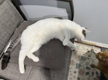 Putter -  Domestic Short Hair Cat Available for Adoption in Mission Viejo, California - Putter | PetCurious