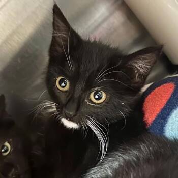 Domestic Short Hair Cats Available for Adoption in Walnut Creek, California - Flick | PetCurious