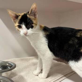 Solana -  Domestic Short Hair Cat for Adoption in Phoenix, Arizona - Solana | PetCurious