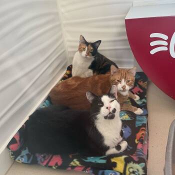 Rescue Domestic Short Hair Cats for Adoption in Warwick, Rhode Island - Mango | PetCurious