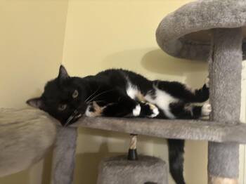 Rescue Domestic Short Hair Cats for Adoption in Crossville, Tennessee - Ciren (bonded With Peep) | PetCurious