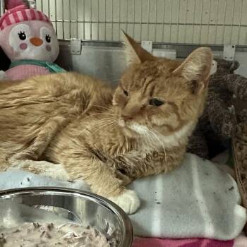 Domestic Medium Hair Cats Available for Adoption in Lynchburg, Virginia - Mama | PetCurious