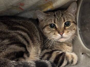 Domestic Short Hair and Tabby Cats Available for Adoption in Powell, Ohio - Hallie | PetCurious