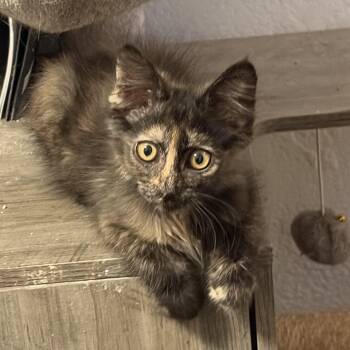 Dorie -  Domestic Short Hair and Tortoiseshell Cat for Adoption in Brentwood, California - Dorie | PetCurious