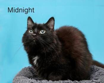 Midnight -  Domestic Long Hair and Domestic Short Hair Cat for Adoption in Parma, Ohio - Midnight | PetCurious