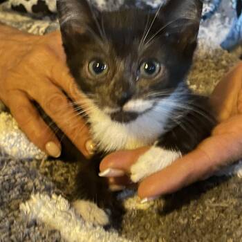 Rescue Tuxedo Cats for Adoption in Parkland, Florida - Bianca | PetCurious