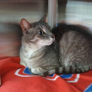 Domestic Short Hair Cats Available for Adoption in Philadelphia, Pennsylvania - Silver | PetCurious