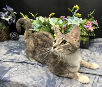 Rachel -  Dilute Calico and Domestic Short Hair Cat for Adoption in Fayetteville, Georgia - Rachel | PetCurious