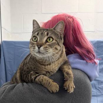 Domestic Short Hair Cats Available for Adoption - Ziggy | PetCurious