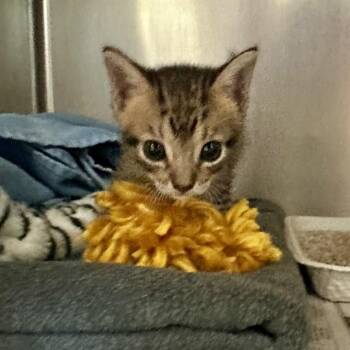 POOKIE -  Domestic Short Hair Cat for Adoption in Riverside, California - POOKIE | PetCurious
