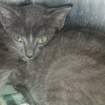 Lincoln -  Domestic Medium Hair Cat for Adoption in Valley, Alabama - Lincoln | PetCurious