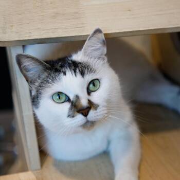 Domestic Short Hair Cats Available for Adoption in Tampa, Florida - Purl | PetCurious