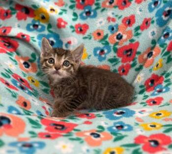 Donkey -  Domestic Short Hair Cat for Adoption in Effingham, Illinois - Donkey | PetCurious