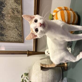 Jasper (bonded w/ Jethro) -  Domestic Short Hair Cat for Adoption in Philadelphia, Pennsylvania - Jasper (bonded W/ Jethro) | PetCurious