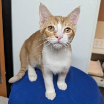 Aramis -  Domestic Short Hair Cat for Adoption in Rochester, Minnesota - Aramis | PetCurious