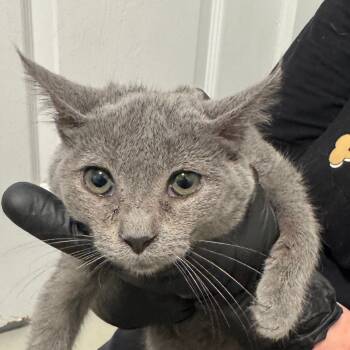 Rescue Domestic Short Hair Cats for Adoption in Chino Hills, California - Mayhem (C000-725) - City Of Industry Location | PetCurious
