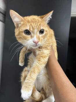 Domestic Short Hair Cats Available for Adoption in San Bernardino, California - CREAMSICKLE | PetCurious