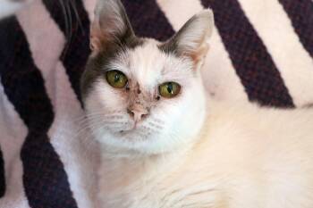Domestic Short Hair Cats Available for Adoption - Icarus | PetCurious