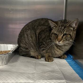 Domestic Short Hair Cats Available for Adoption - Charlie | PetCurious