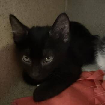 Hunter -  Domestic Short Hair Cat for Adoption in San Antonio, Texas - Hunter | PetCurious