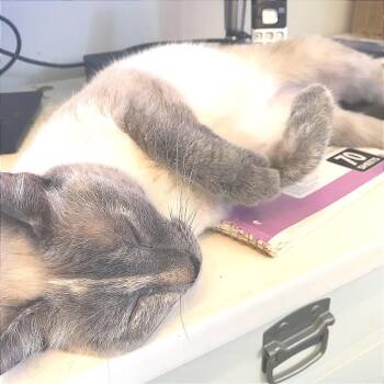 Dew Drop Fairy -  Siamese and Mixed Breed Cat for Adoption in Fredericksburg, Virginia - Dew Drop Fairy | PetCurious