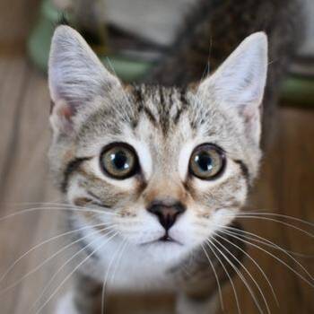 American Shorthair Cats Available for Adoption in Johnson City, Tennessee - Roxy | PetCurious