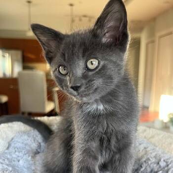 Potato Salad -  Domestic Short Hair Cat for Adoption in Victoria, British Columbia - Potato Salad | PetCurious