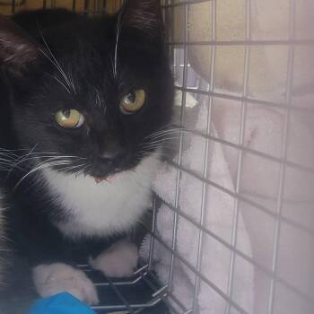Domestic Short Hair Cats Available for Adoption in Milan, Illinois - Primrose | PetCurious