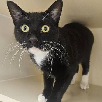 Domestic Short Hair Cats Available for Adoption - Hopper | PetCurious