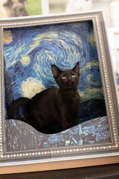 BRUNO -  Domestic Short Hair Cat for Adoption in Belleville, Illinois - BRUNO | PetCurious