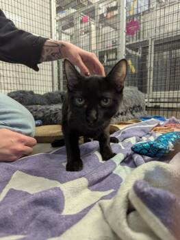 Cartman -  Domestic Short Hair Cat for Adoption in Raleigh, North Carolina - Cartman | PetCurious