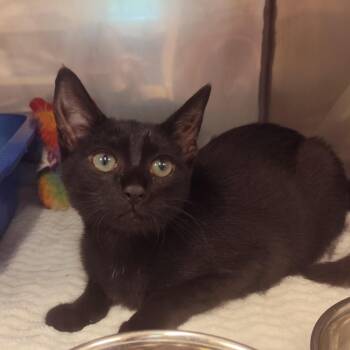 RazzMaTazz -  Domestic Short Hair Cat for Adoption in Lake Panasoffkee, Florida - RazzMaTazz | PetCurious