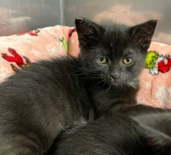 Cassidy -  Domestic Short Hair Cat for Adoption in Medfield, Massachusetts - Cassidy | PetCurious