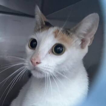 Mom Cheese -  Domestic Short Hair Cat for Adoption in Philadelphia, Pennsylvania - Mom Cheese | PetCurious