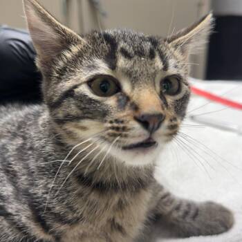 Burlington -  Domestic Short Hair Cat for Adoption in Lakewood, Colorado - Burlington | PetCurious