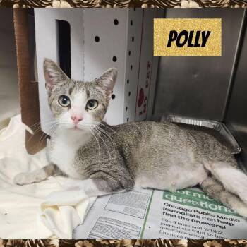 Domestic Short Hair Cats Available for Adoption - Polly | PetCurious
