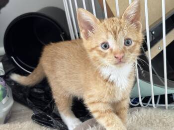 Joe -  Domestic Short Hair Cat for Adoption in Oak Park, Michigan - Joe | PetCurious