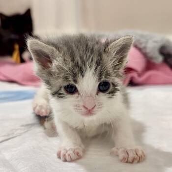 Ambrosius -  Domestic Short Hair Cat for Adoption in Westminster, California - Ambrosius | PetCurious