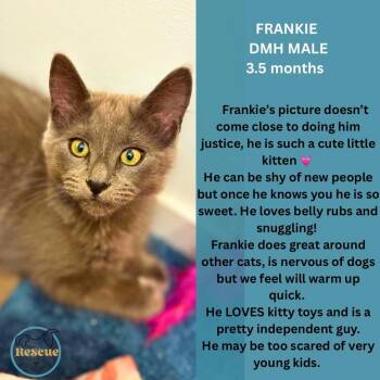 Frankie -  Domestic Medium Hair Cat for Adoption in Clive, Alberta - Frankie | PetCurious