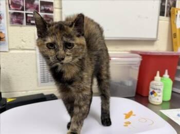 RAMONA -  Domestic Short Hair Cat for Adoption in Santa Fe, New Mexico - RAMONA | PetCurious