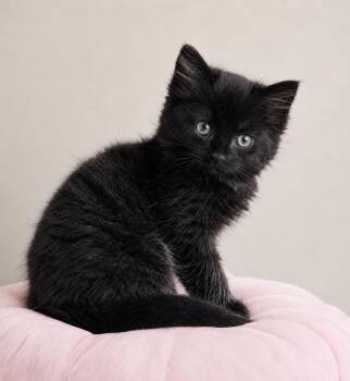 Domestic Medium Hair Cats Available for Adoption in Oswego, South Carolina - Squeaky Wheel | PetCurious