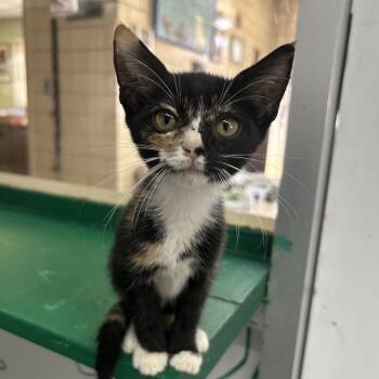 French Fry "Frenchie" -  Domestic Short Hair Cat for Adoption in West Point, Mississippi - French Fry "Frenchie" | PetCurious