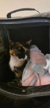 Calico Cats Available for Adoption in Miami, Oklahoma - Birdie | PetCurious