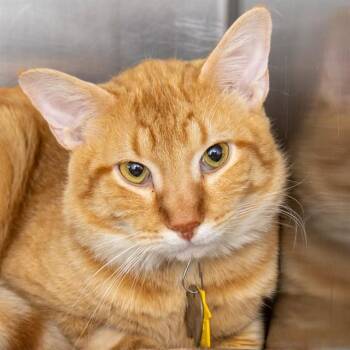 TIGER -  Domestic Short Hair Cat for Adoption in St. Louis, Missouri - TIGER | PetCurious