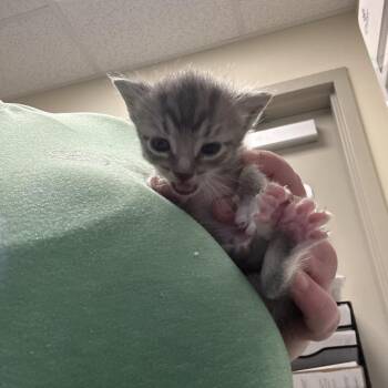 Domestic Short Hair Cats Available for Adoption in Tulsa, Oklahoma - Tranquil Toes | PetCurious